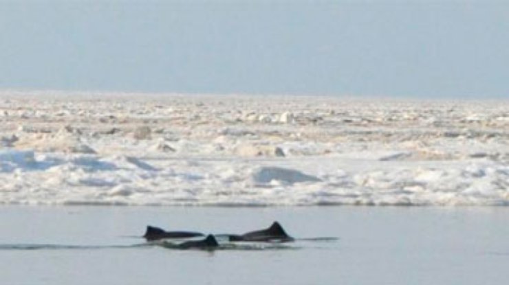 Дельфины в Крыму спаслись изо льдов благодаря ветру (обновлено)