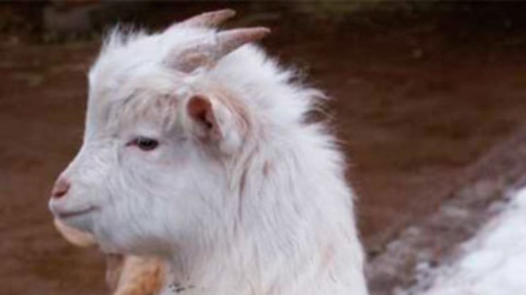 В российском зоопарке козленок выбрал себе кличку