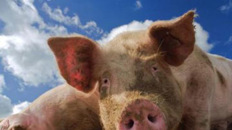 На ферме в Сумской области сгорели более 150 свиней