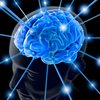 Европейские ученые создают виртуальный мозг человека