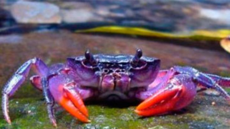 На Филиппинах нашли фиолетовых крабов