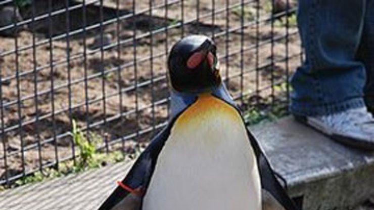 В Австралии трое мужчин украли пингвина