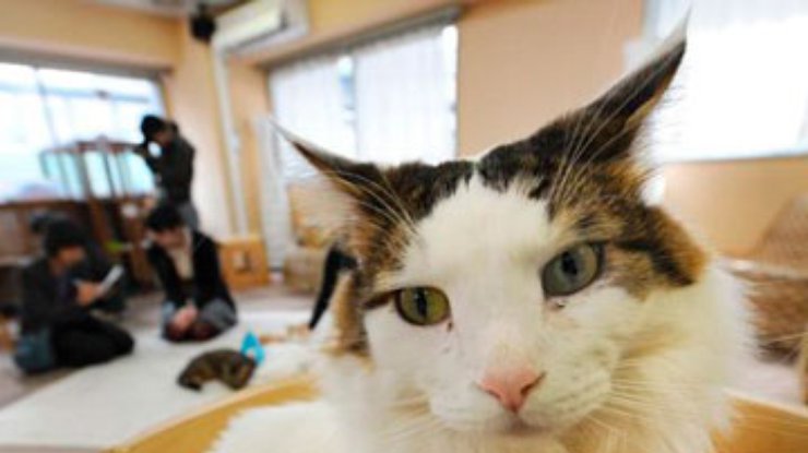 В столице Австрии открылось первое кафе с кошками