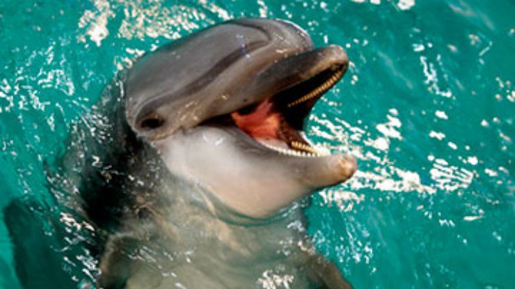 В Крыму из реки вытащили раненого дельфина