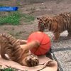 Венгерский зоопарк пополнился тремя тигрятами