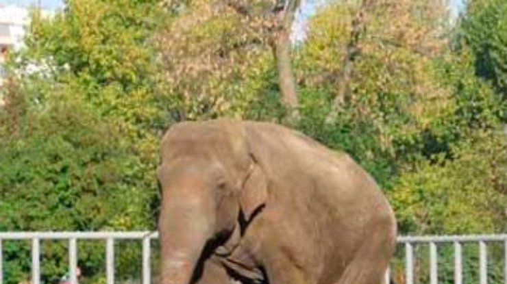 В Киевский зоопарк доставили азиатского слона по кличке Харос