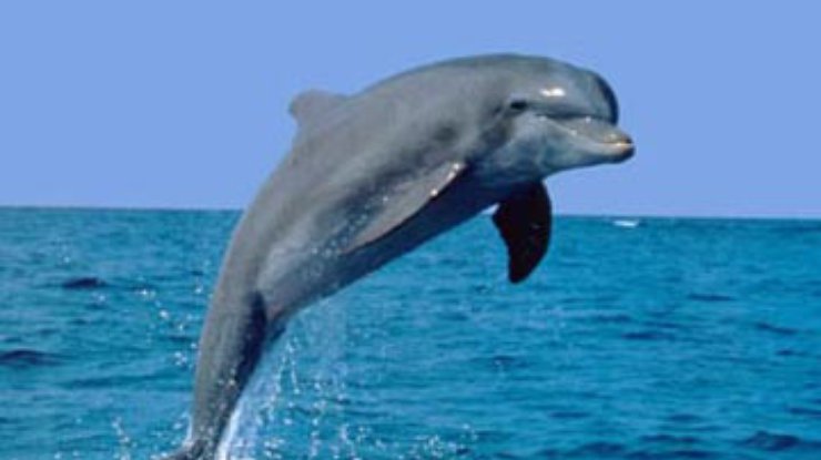 Прокуратура опровергла информацию о массовой гибели дельфинов