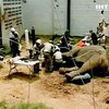 В Колумбии успешно прооперировали слона
