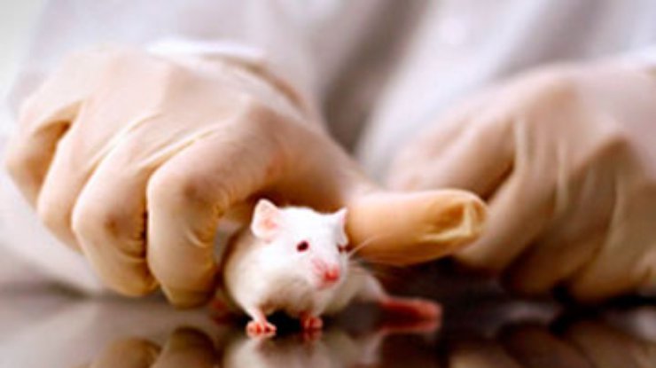 Японские ученые вырастили в голове у мышей человеческую печень