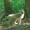 В ривненском зоопарке родилась пара волчат