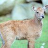 В киевском зоопарке умерла антилопа