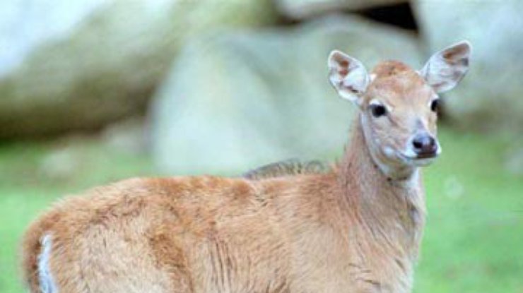В киевском зоопарке умерла антилопа