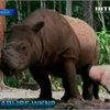 В Индонезии родился детеныш суматранского носорога