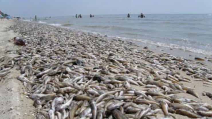 На берег Азовского моря выбросило десятки тонн погибшей рыбы