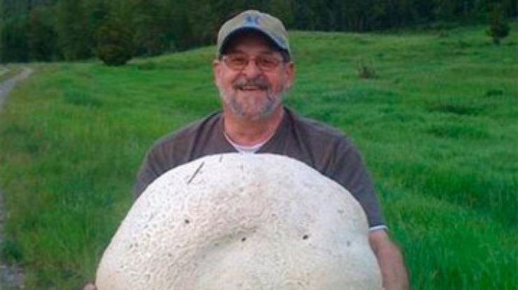 Канадец нашел в лесу 26-килограммовый гриб