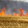 На Черкасчине сгорело 28 гектаров пшеничного поля