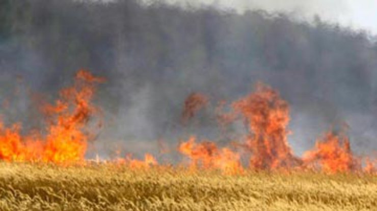 На Черкасчине сгорело 28 гектаров пшеничного поля