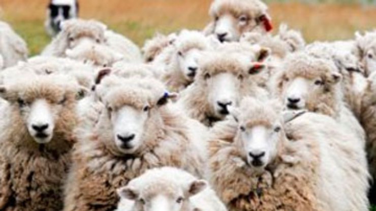 Овцы сбиваются в стадо из-за собственного эгоизма