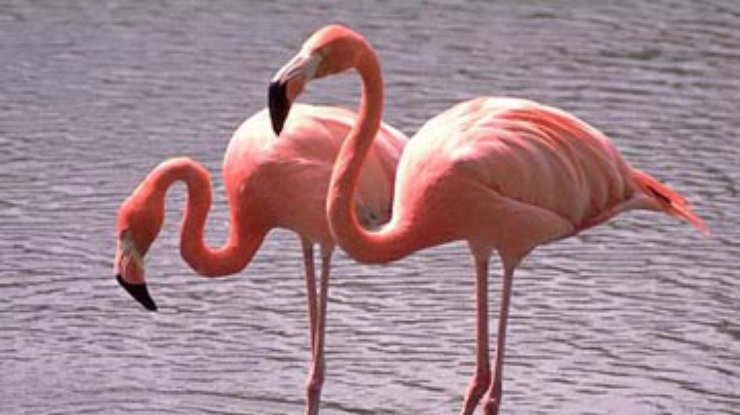 Украинка пыталась незаконно перевозти 5 фламинго