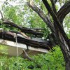 В Одессе дерево упало на голову канадцу