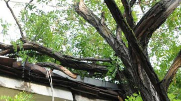 В Одессе дерево упало на голову канадцу