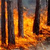 На Херсонщине ликвидировали лесной пожар площадью 100 гектар