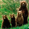 В Норвегии медведи-алкоголики совершили набег на частный дом