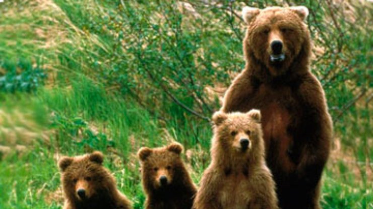 В Норвегии медведи-алкоголики совершили набег на частный дом