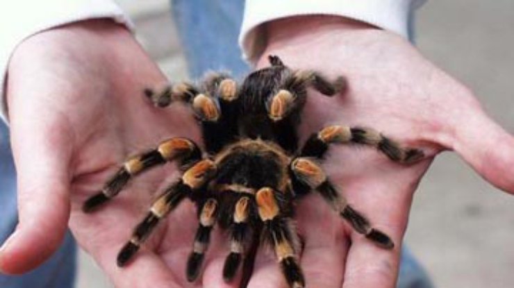 В Житомирской области появились ядовитые пауки-тарантулы