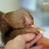В Коста-Рике открылся заповедник для изучения ленивцев