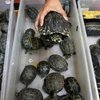 Российский студент пытался вывезти 320 черепах из Мексики