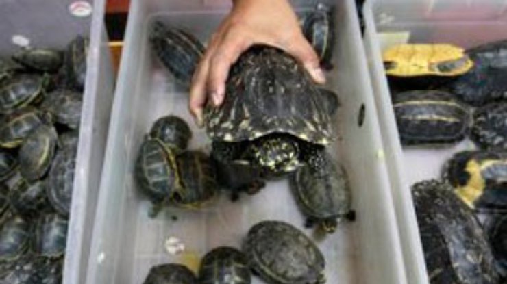 Российский студент пытался вывезти 320 черепах из Мексики
