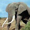Кения строит гигантскую изгородь против слонов