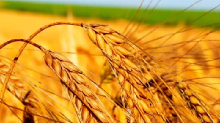 Украина экспортировала 4,2 миллиона тонн зерна