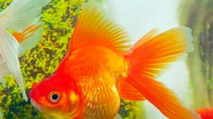 В Китае провели конкурс красоты среди золотых рыбок