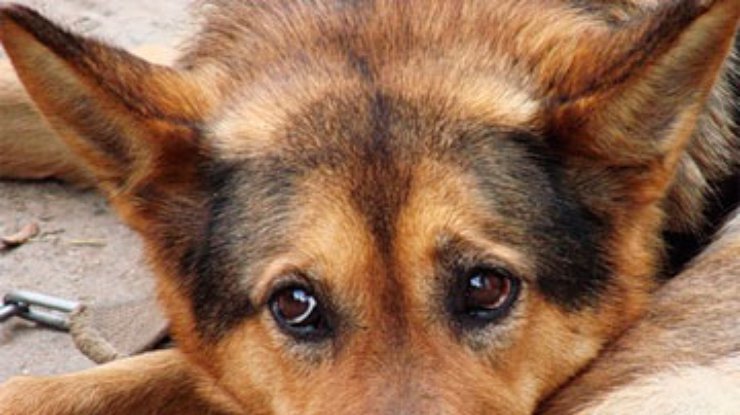 В Одессе сожгли собаку заживо и избили ее защитника