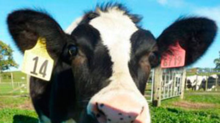 Корова-мутант спасет от аллергии