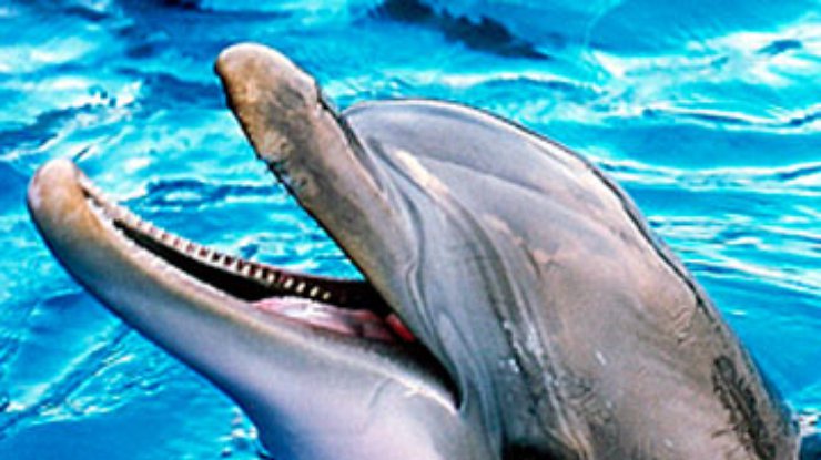 Дельфины учат друг друга ловить рыбу,- ученые