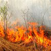 Бомж сжег 150 гектар заповедника "Аскания-Нова"