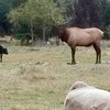 Влюбленного в корову канадского оленя депортировали в горы