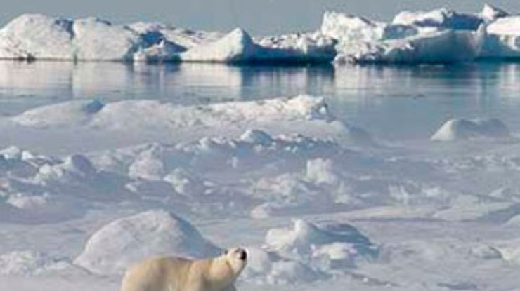 Количество мусора на дне Арктики за десять лет увеличилось вдвое
