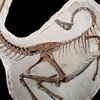 В Канаде нашли древнейшие скелеты крылатых динозавров
