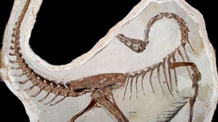 В Канаде нашли древнейшие скелеты крылатых динозавров