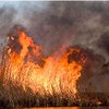 В Херсонском лесничестве почти сутки пытаются потушить пожар