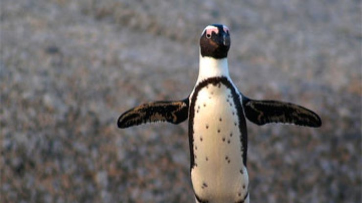 Вонючие пингвины атаковали Южную Африку
