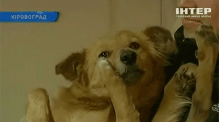 В Кировограде начали стерилизовать бездомных собак