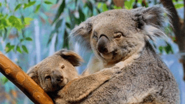 Для размножения коал австралийцы продают свои дома