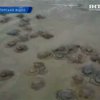 На одесские пляжи массово выбросились медузы