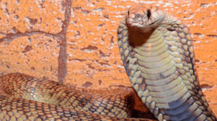 В России с выставки рептилий сбежала кобра