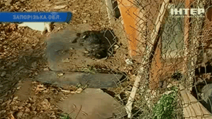 В селе под Запорожьем неизвестный зверь убил десятки кроликов и уток